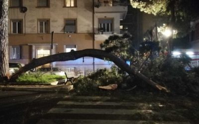 Crollo albero a Corso Trieste, U.Di.Con.: “La mancata manutenzione mette in pericolo la vita dei cittadini”