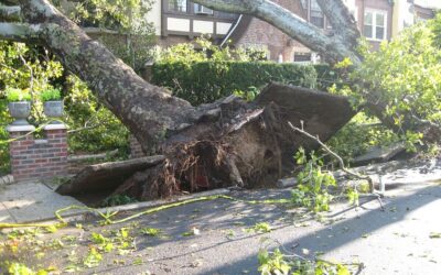 Crolla un albero a Roma su auto parcheggiate in zona Pietralata. U.Di.Con: “Siamo alle solite”