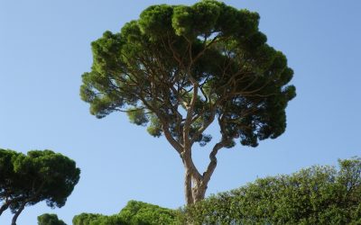 Alberi caduti a Viale Ippocrate, U.Di.Con.: “Verde deve essere risorsa non pericolo”