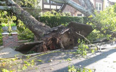 Roma: Udicon Lazio, anche alberi cedono all’incuria. Gualtieri regali caschetto a romani e turisti per Giubileo.